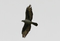 Aquila spilogaster