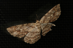 Ectropis bispinaria