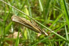 Agriphila tristella