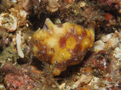 Antennatus tuberosus