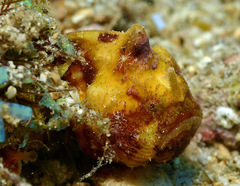 Antennatus tuberosus