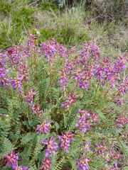 Astragalus bisulcatus