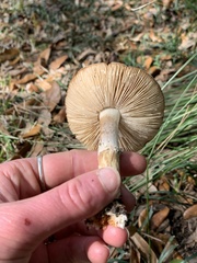 Amanita