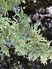 Marchantia polymorpha