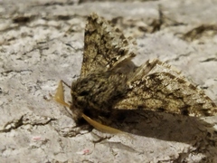 Apocheima hispidaria