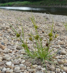 Carex bohemica