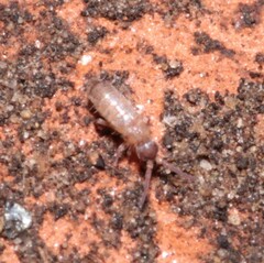 Willowsia nigromaculata