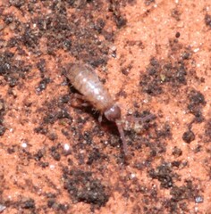 Willowsia nigromaculata