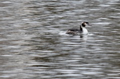 Podiceps cristatus