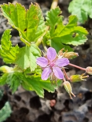 Erodium chium