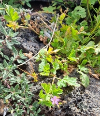Erodium chium