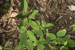 Desmodium laevigatum