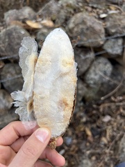 Amphilophium