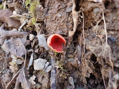 Sarcoscypha austriaca