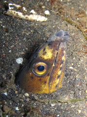 Ophichthus altipennis