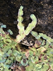 Marchantia polymorpha