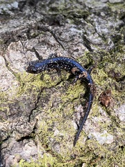 Plethodon grobmani