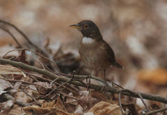 Turdus albicollis
