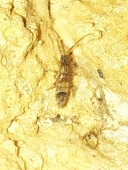 Orchesella flavescens