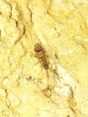 Orchesella flavescens