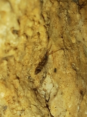 Orchesella flavescens