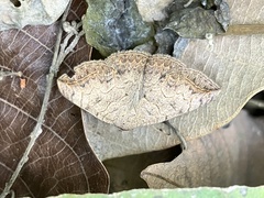 Blasticorhinus rivulosa