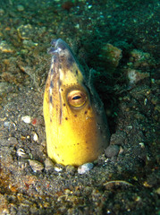 Ophichthus altipennis
