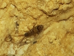 Orchesella flavescens