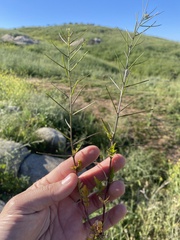 Sisymbrium erysimoides