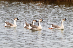 Anser cygnoides
