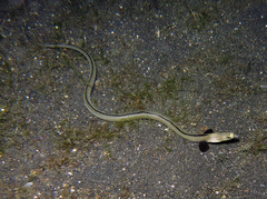 Ophichthus altipennis