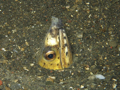 Ophichthus altipennis