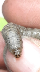 Agrotis