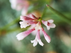Asperula cynanchica