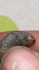 Agrotis