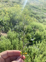 Sisymbrium erysimoides