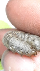 Agrotis