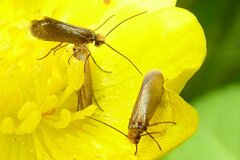 Micropterix calthella