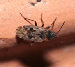 Sphragisticus nebulosus