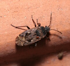 Sphragisticus nebulosus