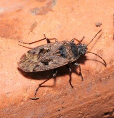 Sphragisticus nebulosus