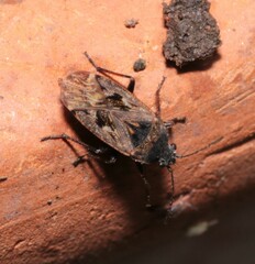 Sphragisticus nebulosus