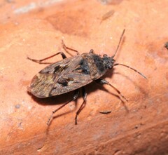 Sphragisticus nebulosus