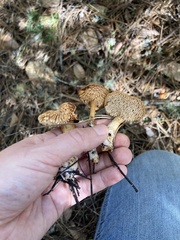 Hydnum oregonense