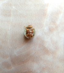 Paraneda viridescens