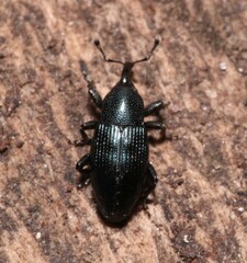 Aulacobaris