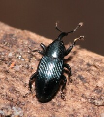Aulacobaris