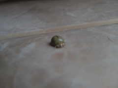 Paraneda viridescens