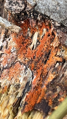 Metatrichia vesparium