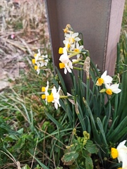 Narcissus tazetta